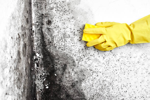 Best HVAC Mold Remediation in Byng, OK
