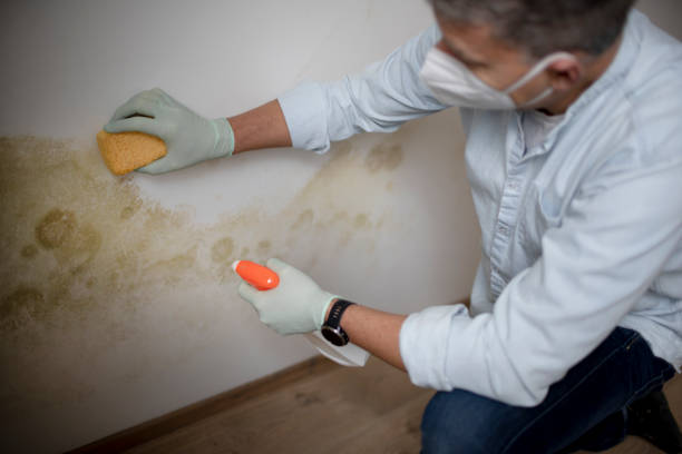 Best Localized Mold Remediation (e.g., coastal areas, humid climates) in Byng, OK