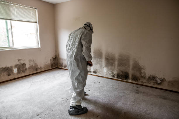 Best Attic Mold Remediation in Byng, OK