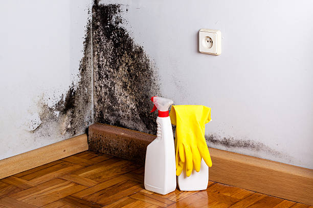 Best Post-Flood Mold Remediation in Byng, OK