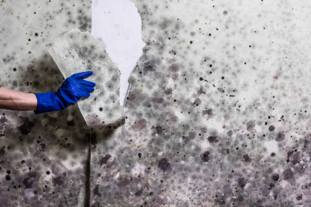 Best Basement Mold Remediation in Byng, OK