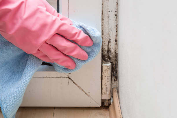 Trusted Byng, OK Mold Remediation Experts